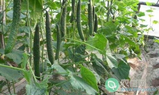 春大棚黄瓜的8种病虫害的防治办法