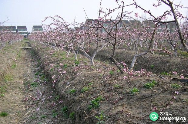 盛果期的桃树怎样修剪