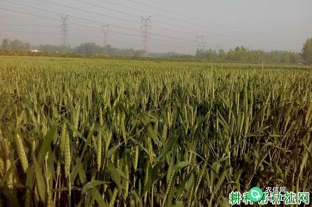 磷肥对小麦生长起什么作用