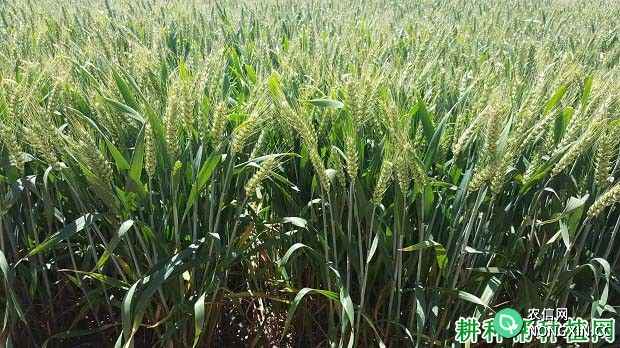 磷肥对小麦生长起什么作用