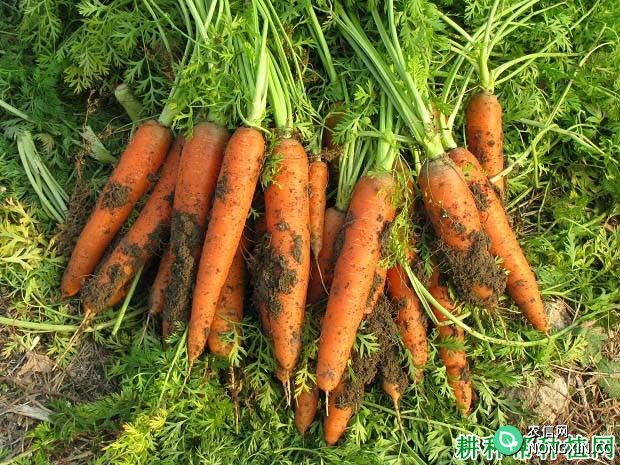 胡萝卜生长需要多少肥料