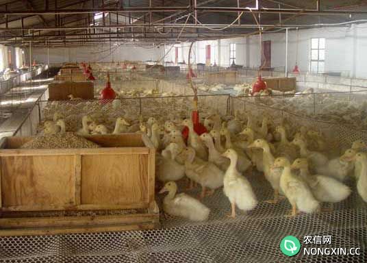 冬季肉鸭高效养殖方法