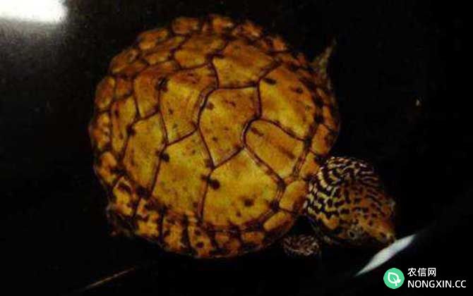 虎纹蛋龟