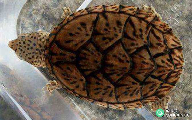 巨头蛋龟
