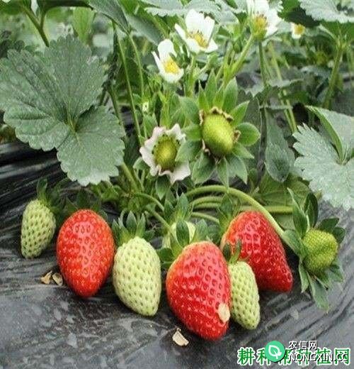 冬香草莓品种好不好
