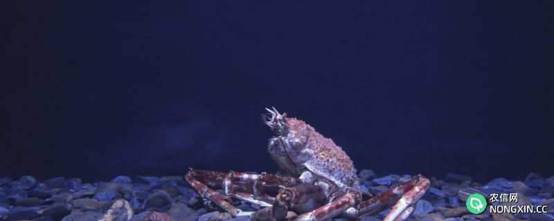 海里螃蟹能钓到吗，爱吃什么饵料