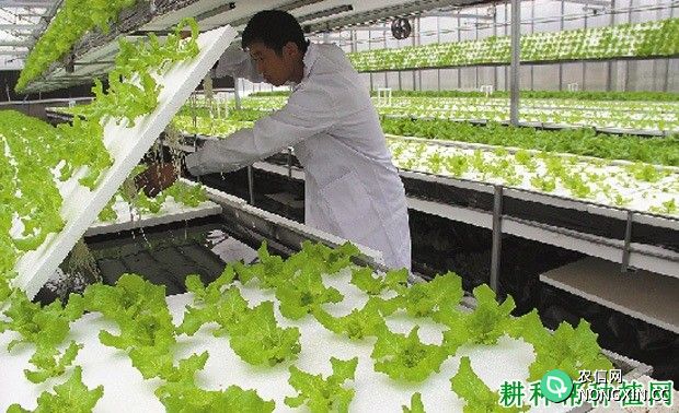 如何水培种植生菜