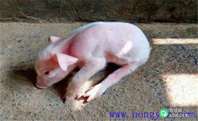 猪伪狂犬病症状和诊断