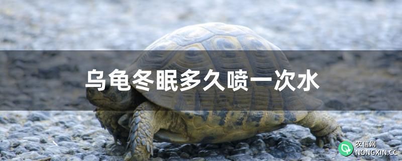 乌龟冬眠多久喷一次水