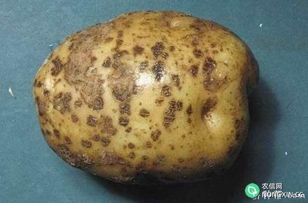 马铃薯疮痂病如何防治