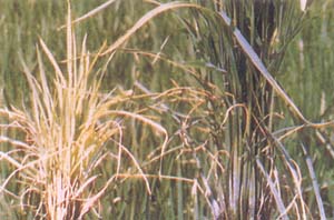 水稻黄萎病如何防治水稻黄萎病特效药有哪些