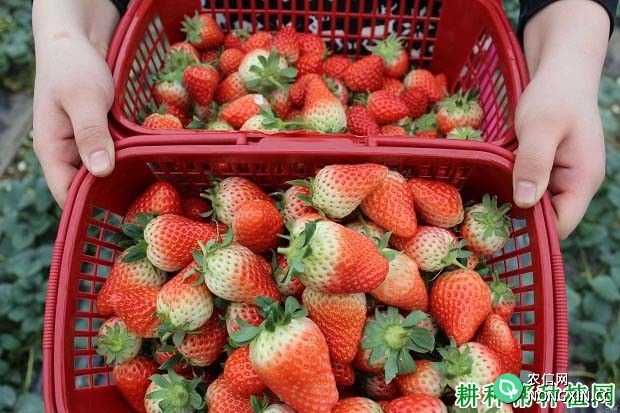 草莓能显著提高血液抗氧化能力