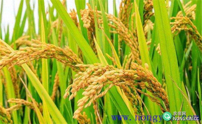 稻子亩产最高多少斤