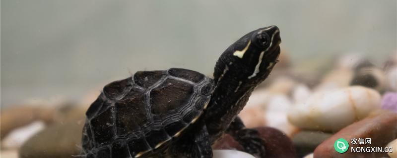 麝香龟属于深水龟还是半水龟，可以在深水中养吗