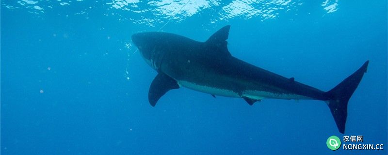 鲨鱼有多少种，常见品种有哪些