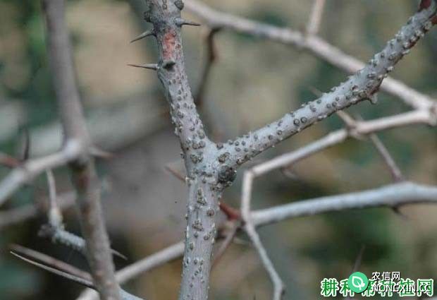 种枣树如何防治枣树枝枯病