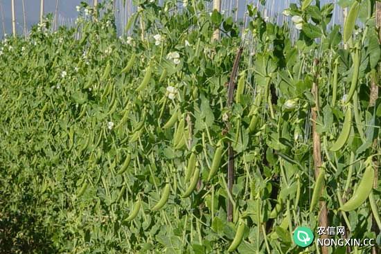 豌豆种植管理方法