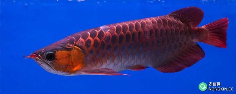 红龙鱼吃什么发色最快，吃什么长得大