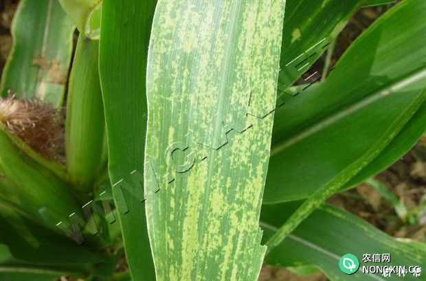 玉米矮花叶病如何防治