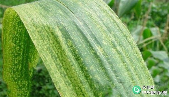 玉米矮花叶病如何防治