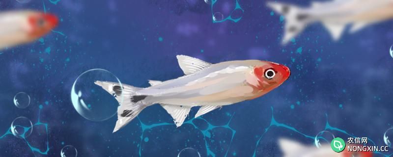 红鼻子剪刀鱼怎么繁殖