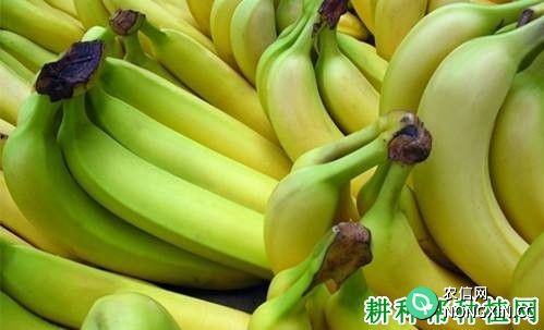 2019年7月17日香蕉价格