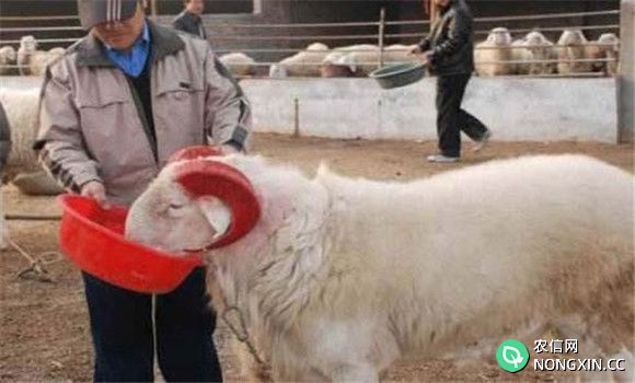 种公羊的饲养管理