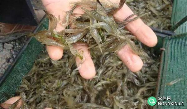 池塘青虾双茬的科学养殖