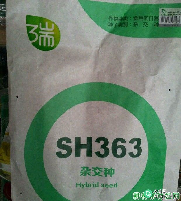 食用型：SH363向日葵品种好不好