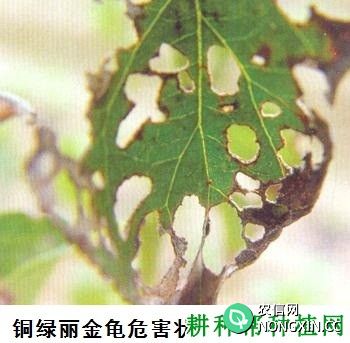 种植梨树如何防治铜绿丽金龟