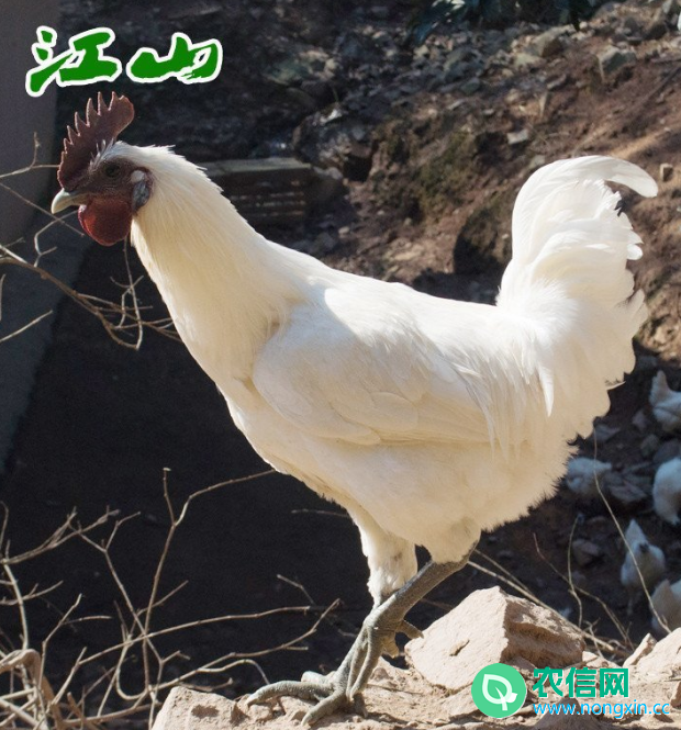 江山乌骨鸡简介，一种全身羽毛洁白的土鸡(图3)