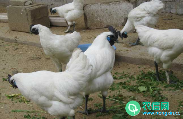 江山乌骨鸡简介，一种全身羽毛洁白的土鸡(图2)