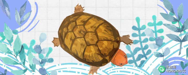 红面蛋龟是深水龟吗，能深水养吗