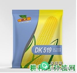 DK519玉米品种好不好