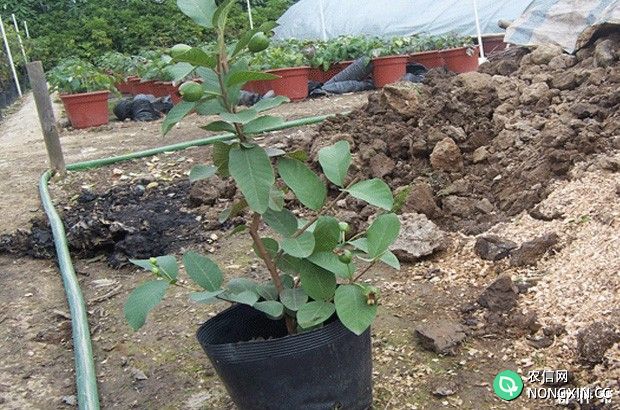 番石榴树的最佳种植时间是什么几月份
