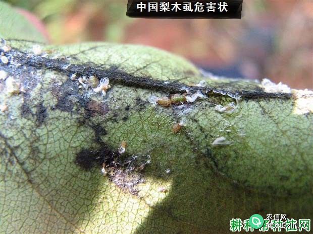 种植梨树如何防治中国梨木虱