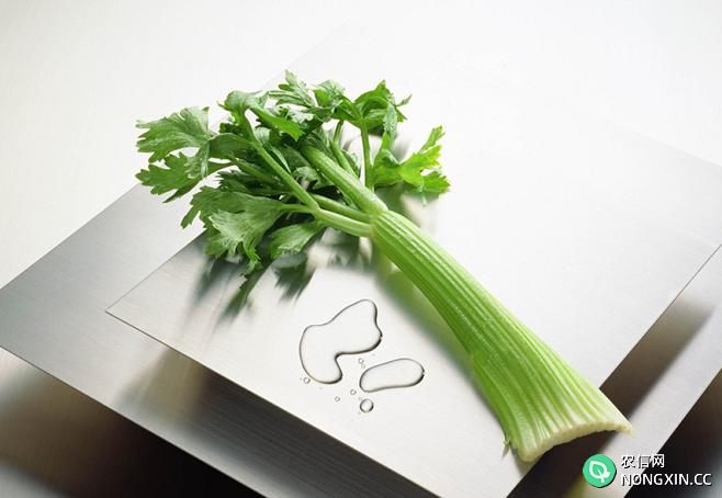 芹菜怎么做好吃 芹菜的吃法技巧