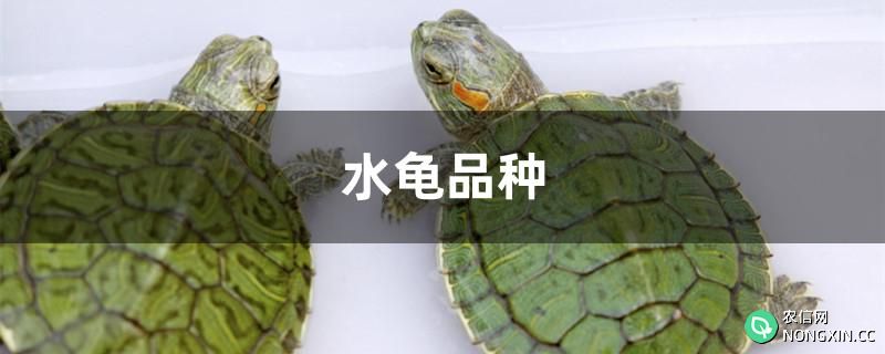 水龟品种有哪些