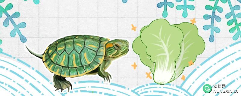幼年巴西龟不吃东西怎么办