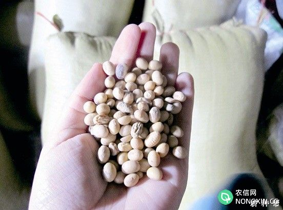 大豆种子带病如何鉴定