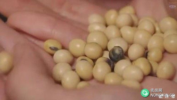 大豆种子带病如何鉴定
