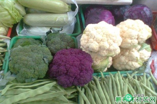 花椰菜（花菜、菜花）有几种类型