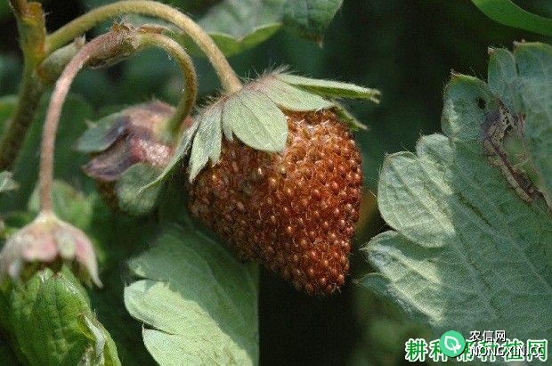 草莓革腐病的治疗方法 草莓革腐病用什么药