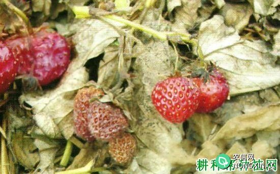 草莓革腐病的治疗方法 草莓革腐病用什么药