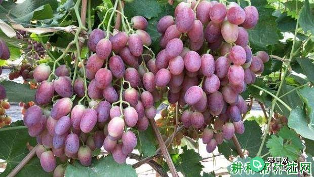 巨星葡萄品种好不好 种植巨星葡萄需要注意什么