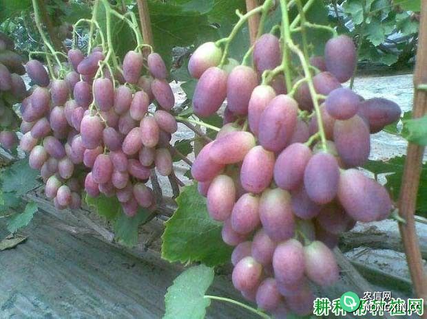 巨星葡萄品种好不好 种植巨星葡萄需要注意什么
