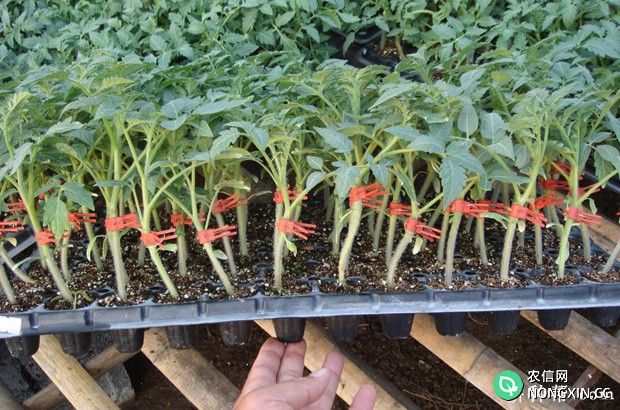 番茄育苗方法有几种