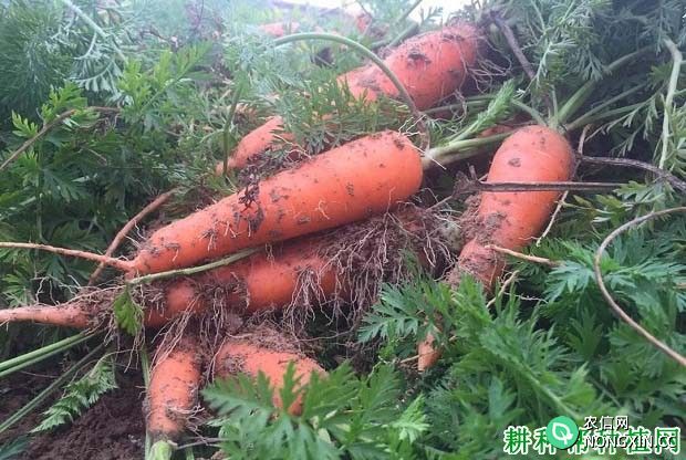 胡萝卜用什么农药可以延长贮藏期