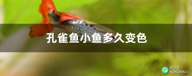 孔雀鱼小鱼多久变色