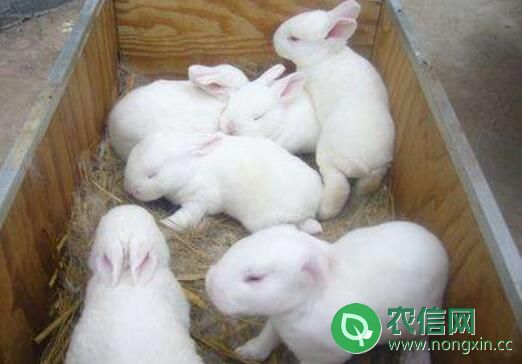 獭兔养殖的禁忌事项：忌断奶过早或过晚